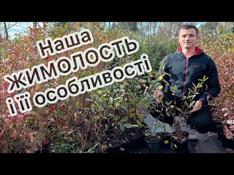 Видео: Наша ЖИМОЛОСТЬ і деякі її особливості 07.10.23