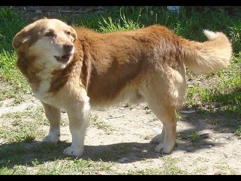 Видео: Документарен филм „Македонски паничар“