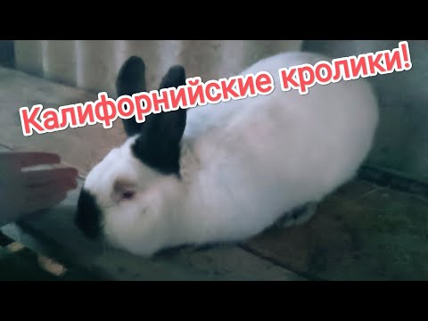 Видео: Племенное разведение  породистых кроликов/Племенные кролики!