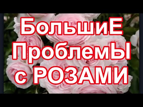 Видео: РОЗЫ. БОЛЬШЕ ПРОБЛЕМЫ С РОЗАМИ НА МОЁМ УЧАСТКЕ!!!