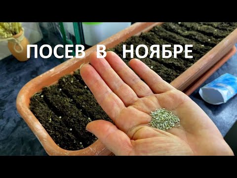 Видео: ЧТО ПОСЕЯТЬ В НОЯБРЕ.  Зимний огород или огород на подоконнике. Обзор покупок в магазине Семь Семян