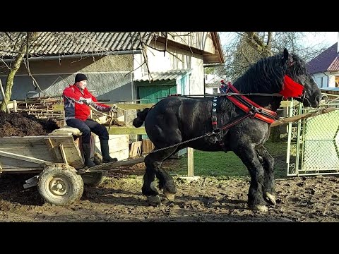 Видео: 🚨Фараон🔥PERCHERON🔥Легка робота у хомуті⛓️🚜