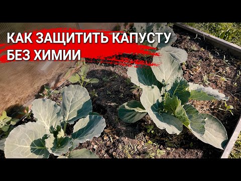 Видео: Как защитить капусту без химии