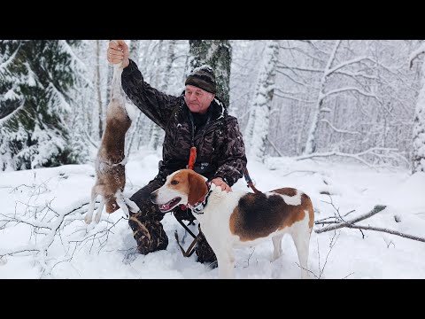 Видео: По первому СНЕГУ! Охота на ЗАЙЦА! Сезон 2023 - 2024г. #3