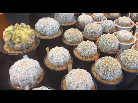 Видео: Thailand Astrophytum Club, весна 2024