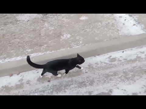 Видео: Уличный кот Маркиз встретил меня на дороге домой! ^^