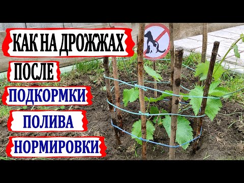 Видео: 🍇 Как на дрожжах. Стремительный рост винограда после ПОЛИВА и  подкормки. Защита от собак и подвязка