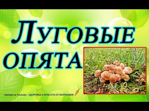 Видео: ЛУГОВЫЕ ОПЯТА