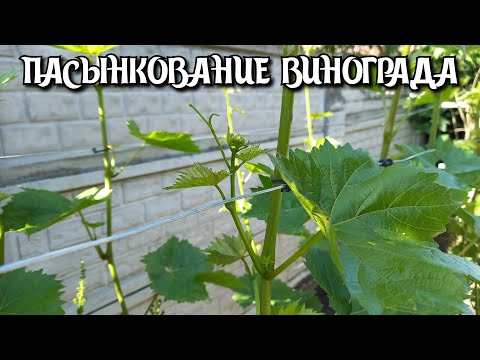 Видео: ПАСЫНКОВАНИЕ винограда.