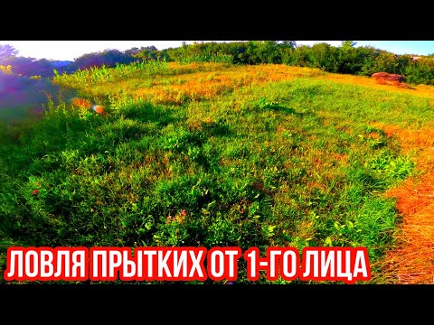 Видео: ЛОВИМ ПРЫТКУЮ ЯЩЕРИЦУ ОТ 1-ГО ЛИЦА! ЛОВЛЯ ПРЫТКИХ! EXO TOP