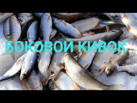 Видео: Боковой кивок. Открытие сезона 2025. Супер клев!