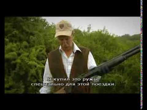 Видео: Охота на голубя