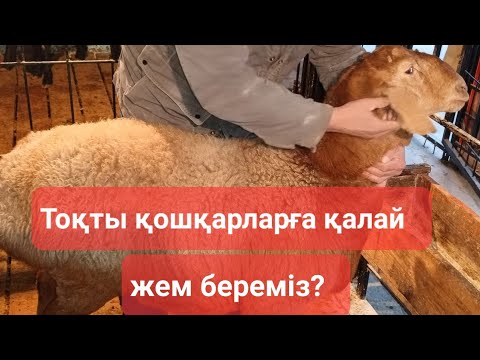 Видео: Тоқты қошқарлар. Тоқты қошқарларға қалай жем  береміз? Бордақылаудың қыр-сыры.