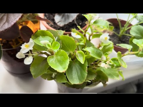 Видео: Утро с любимыми бегониями — настроение дня