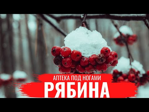 Видео: РЯБИНА / О правилах сбора, нюансах заготовки и приготовлении полезных настоев /Аптека под ногами