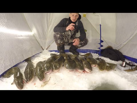 Видео: Бешеный клев налима! Налим, Север, 2022. Налим на стук.