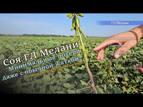 Видео: Соя ГЛ Мелани в Орловской области