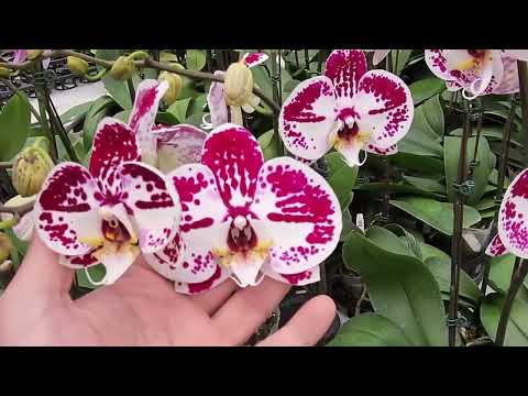 Видео: Орхопутешествие по теплицам Тайваня, начнем!