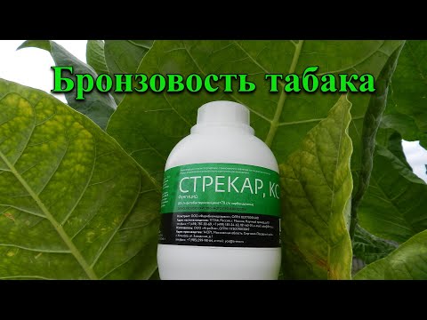 Видео: Стрекар кс от бронзовости табака не помог