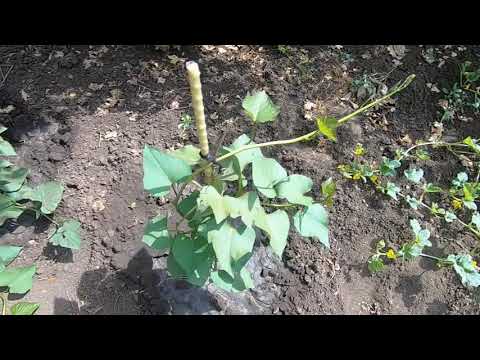 Видео: Батат. Выращивание в ОГ средней полосы от посадки до сбора урожая. Метод - "посадил и забыл"