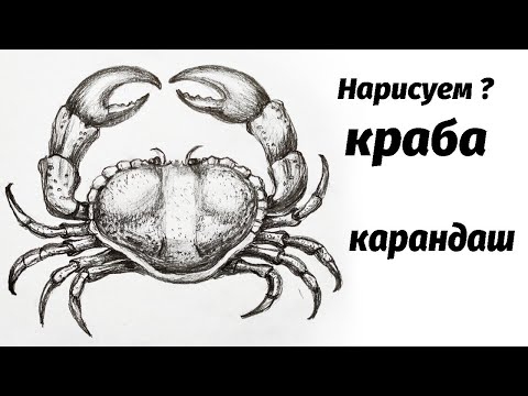 Видео: Как нарисовать краба карандашом. Мастер-класс // Short pencil drawing tutorial: crab