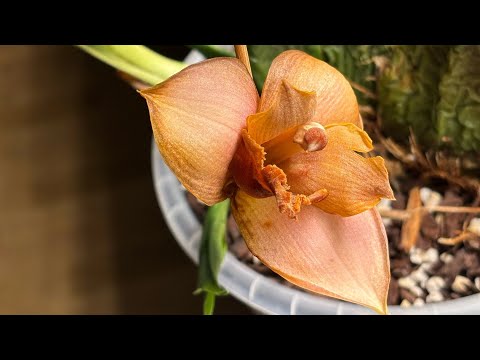 Видео: Новинки в коллекции орхидей 🌿