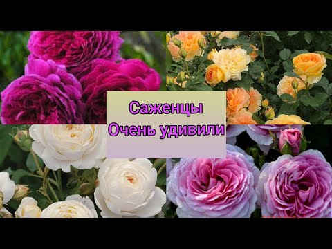 Видео: Посылка с розами🥰🌹из питомника Фокино