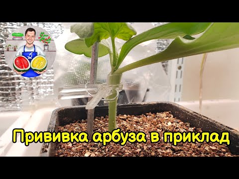 Видео: Прививка арбуза в приклад. Ничего сложного.