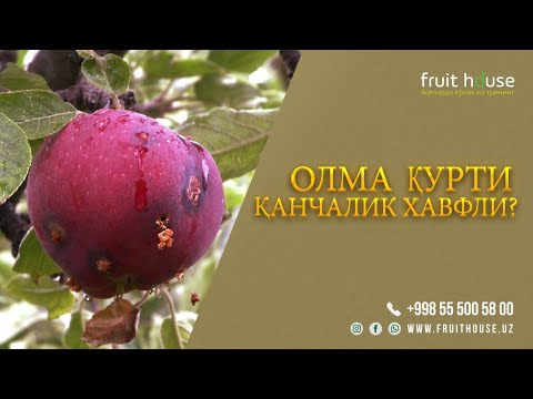 Видео: Олма қурти қанчалик хавфли? #agro #agronomia #agrar #agranews #agronomy