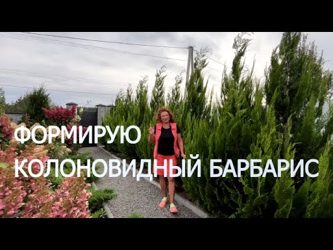 Видео: ФОРМИРУЕМ БАРБАРИС КОЛОНОВИДНЫЙ | Обрезка, формировка и размножение барбарисов