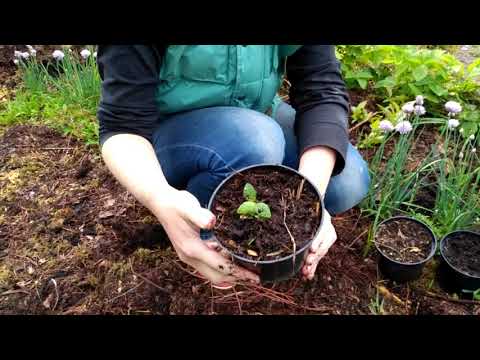 Видео: голубика, лохина, вирощування з насіння. частина 2