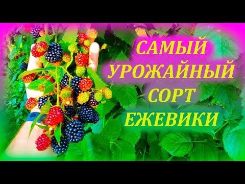 Видео: Самый урожайный сорт ежевики Блек Сатин. Обзор промышленной безшипой ежевики Блек Сатин. Ежевика.