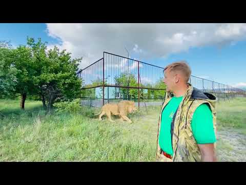 Видео: Мы среди РАЗЪЯРЕННЫХ ЛЬВОВ !