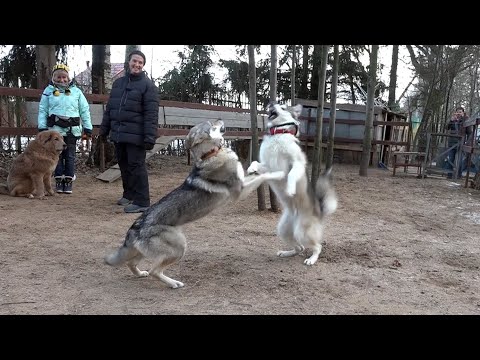 Видео: Коррекция агрессии маламута при помощи влчака и тибета.