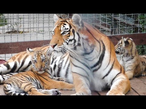 Видео: Скарлет с малышами и соседка Вася. Тигры. Тайган. Tigress Scarlet with cubs. Tigers. Taigan.