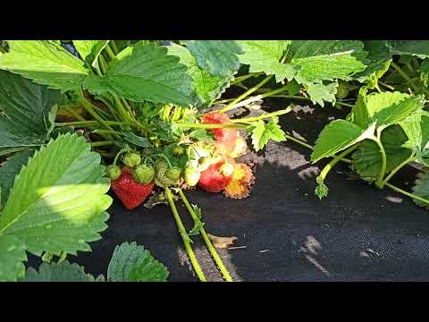 Видео: ГИГАНТ ДЖОРНЕЯ - великолепный сорт земляники ксд! Омск, 26.06.2023г.