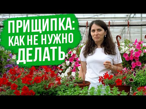 Видео: Как вырастить ПЫШНУЮ петунию? Правильная прищипка петунии.