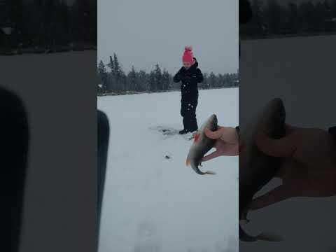 Видео: Щучье озеро. Первый лед!!!  #первыйлед #окунь #хочуврек 