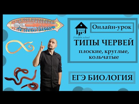 Видео: ЧЕРВИ для ЕГЭ: Плоские, Круглые, Кольчатые |ЕГЭ БИОЛОГИЯ|Freedom|