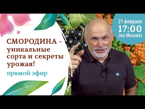 Видео: Смородина-уникальные сорта и секреты богатого урожая!