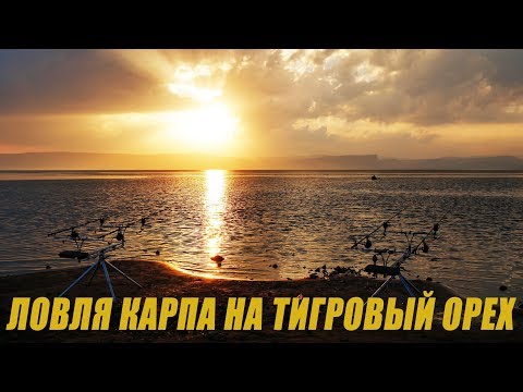 Видео: Ловля карпа на тигровый орех. Карпфишинг на оз. Кинерет.