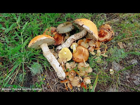 Видео: Подосиновик белоножковый, маслята и луговые опята