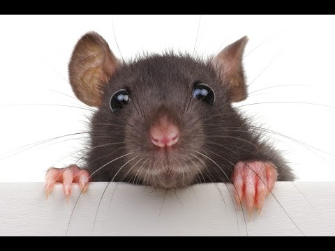 Видео: Revelation Online: БГшки глазами лоу гира