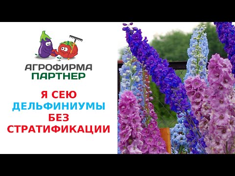 Видео: Я СЕЮ ДЕЛЬФИНИУМЫ БЕЗ СТРАТИФИКАЦИИ