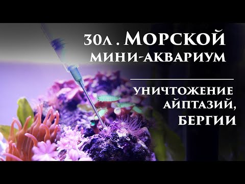 Видео: Морской аквариум:  айптазии, бергии