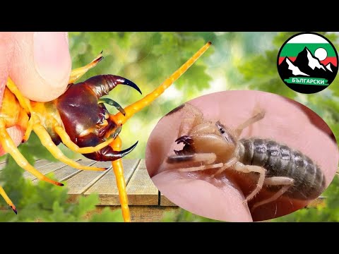 Видео: Ухапан от гигантска пустинна стоножка 😱 Най-страшните пустинни създания – Brave Wilderness Български