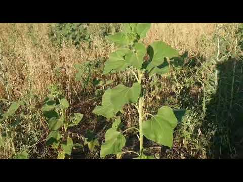 Видео: Видео дневник - 08.07.2024 - Продължаваме с обзора на акарите