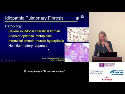 Видео: Марта Кэннон - Фиброз легких - новая болезнь кошек?