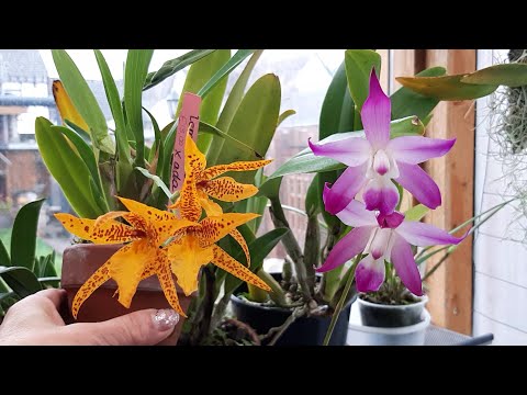 Видео: Laelia autumnalis первое цветение. Laelia jongheana первые бутоны. Дендробиум. Орхидеи в теплице.