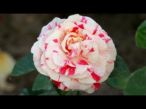 Видео: Итоги "контрольной закупки" саженцев роз из интернет-магазинов #саженцыроз #счастливыйсадовод